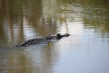 nog meer croc