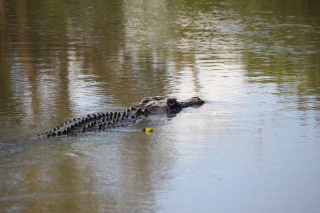 nog meer croc