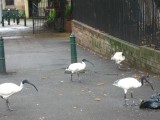 zo eco is sydney, de vuilophaaldienst!