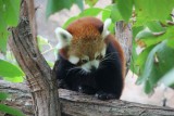 zeldzame rode panda (dierentuin)