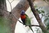 grote parkiet (wild)