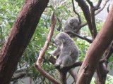 koala's (dierentuin)