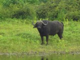 buffel, een van de big five