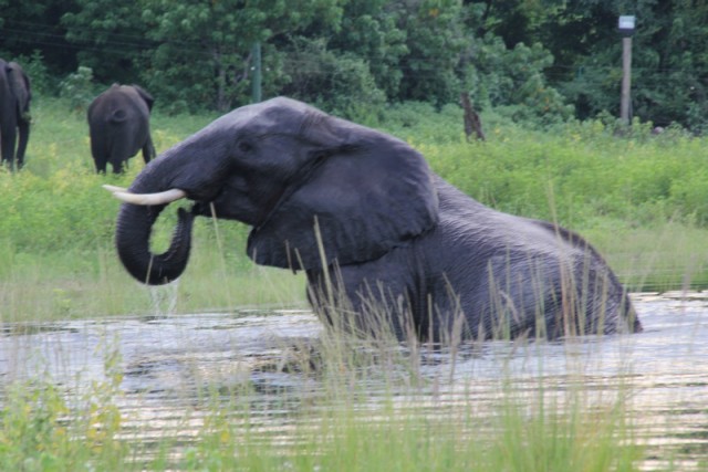 even schrikken, zo'n beest net naast je boot
