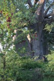 Baobab boom, ja Marlene staat ook op de foto!