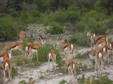 springbokken