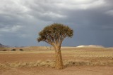 kokerboom