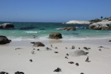 pinguins op boulders beach
