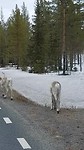 Rendieren in overvloed in Zweeds Lapland