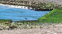 Zeehonden brouwersdam