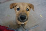 Super schattige puppy