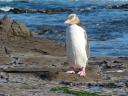 Pinguin...