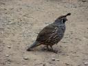 De vogel met een kuif...