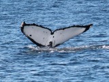 Canada 2014 (1146)_crop