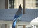 DSCF0441
