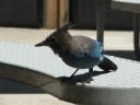 DSCF0442