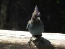 DSCF0443