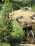 Moose in Rocky Mountains