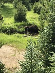 Moose met jong