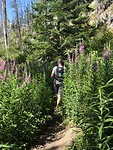 Fireweed