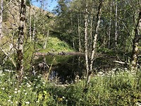 Hummocks