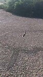 Ratelslang bij de camper