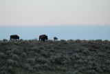 Bisons in Grand Teton National Park