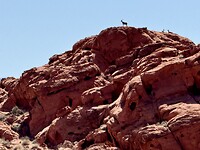 Bighorn sheep