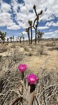 Bloeiende cactussen en Joshua Trees