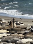 Sea Elephants