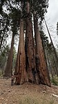 Nog meer sequoia’s (drie zussen)