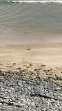 Pinguïn
