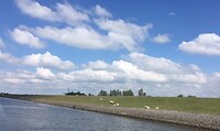 Schaapjes bij Workum