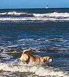 Jip op strand Hargen