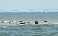 Zeehonden op Vondelingenplaat
