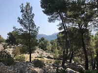 Bossen bij Soller
