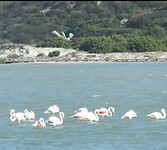 Flamingo’s