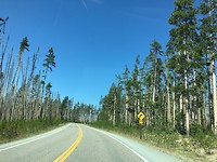 Yellowstone