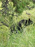 Mama Black Bear met baby bear