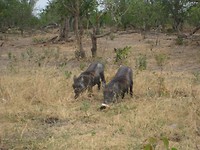 Moremi GR