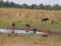 Moremi GR