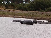 Nijlpaarden in Moremi