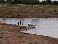 Moremi