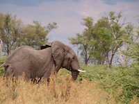 Moremi GR