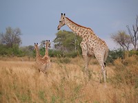Moremi GR.