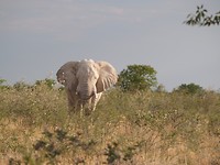 Witje