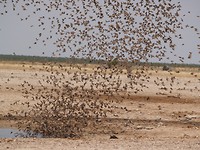 Vogeltjes