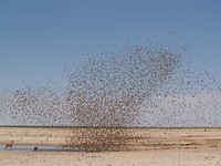 Vogeltjes