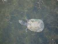 Ook nog waterdieren!