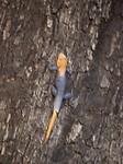 Reptiel